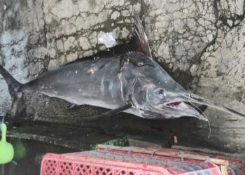 Ketusuk Moncong Ikan Marlin, Nelayan ini Kehilangan Nyawa