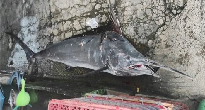 Ketusuk Moncong Ikan Marlin, Nelayan ini Kehilangan Nyawa