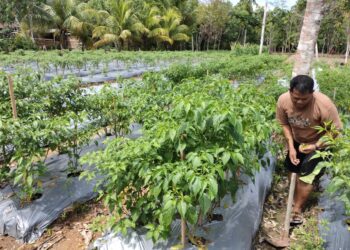 Kades  Sungai Harapan Ajak Warga Mamfaatkan Pekarangan Rumah Bercocok Tanam