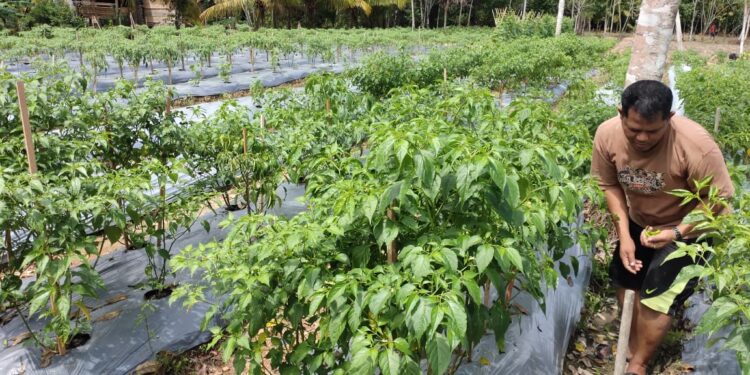 Kades  Sungai Harapan Ajak Warga Mamfaatkan Pekarangan Rumah Bercocok Tanam