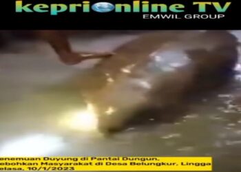 Warga Lingga Temukan Hewan Laut Menyerupai Duyung