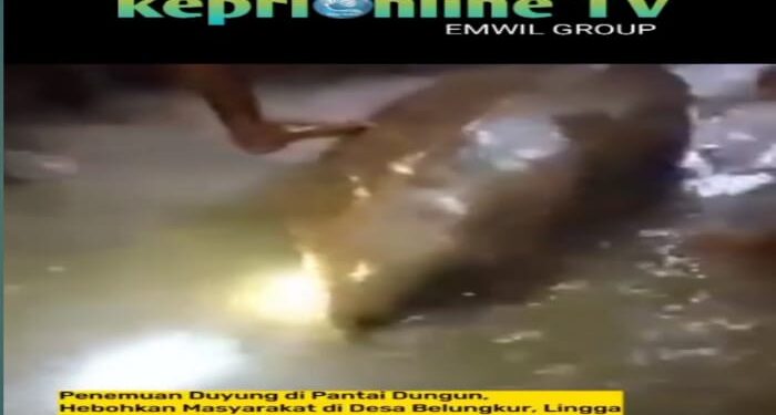 Warga Lingga Temukan Hewan Laut Menyerupai Duyung