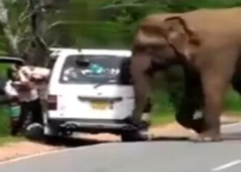 Seekor Gajah Menghadang Pengendara Mobil Di Tengah Jalan