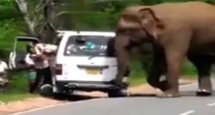 Seekor Gajah Menghadang Pengendara Mobil Di Tengah Jalan