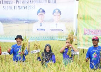 Bupati Lingga dan Istri Ikuti Kegiatan Panen Padi Nusantara 1 juta Hektar Tahun 2023