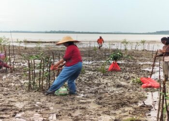 PT Timah Tbk Akan Tanam 7500 Bibit Mangrove di Kabupaten Karimun