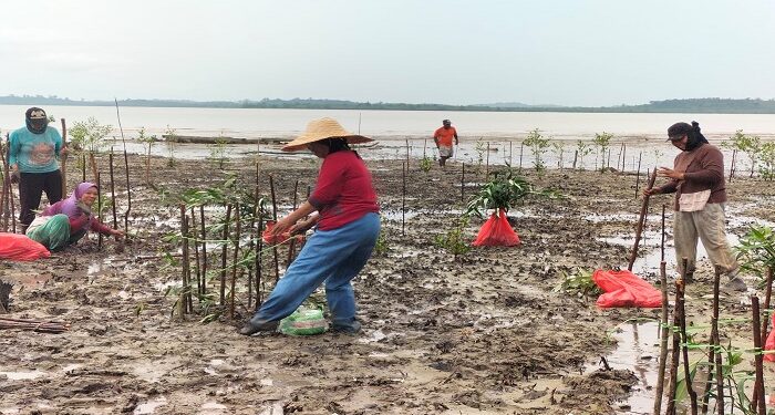 PT Timah Tbk Akan Tanam 7500 Bibit Mangrove di Kabupaten Karimun