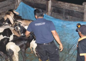 Jelang Idulfitri 1444 H, Peternak Tanjungpinang Datangkan 70 Ekor Kambing