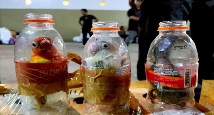 12 Ekor Burung dalam Botol Diamankan Karantina Pertanian Jayapura