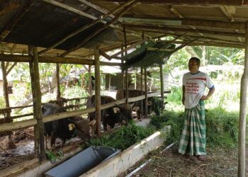 Jelang Idul Adha, Peternak di Bintan Keluhkan Stok Bibit dan Sapi