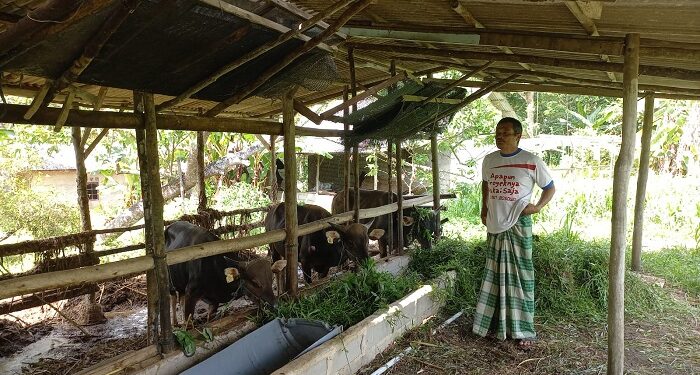 Jelang Idul Adha, Peternak di Bintan Keluhkan Stok Bibit dan Sapi