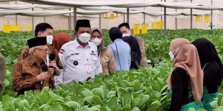 Tinjau Pusat Pertanian di Batam, Ma’ruf Amin : Manfaatkan Peluang Pasar Singapura