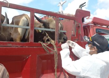 Penuhi Kebutuhan Iduladha, 172 Ekor Sapi dari Natuna Tiba di Tanjungpinang