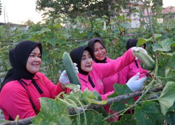 Ketua Bhayangkari Cabang Polres Bintan Panen Setengah Ton Mentimun