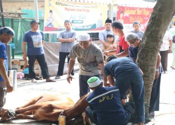 Usai Sholat Idul Adha, Polresta Barelang Sembelih 30 Ekor Hewan Qurban