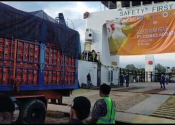 Ekspor Kedua, 35.696 Ekor Ayam Hidup Asal Bintan Dikirim Ke Singapura