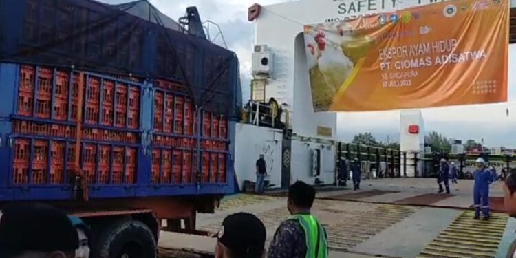 Ekspor Kedua, 35.696 Ekor Ayam Hidup Asal Bintan Dikirim Ke Singapura