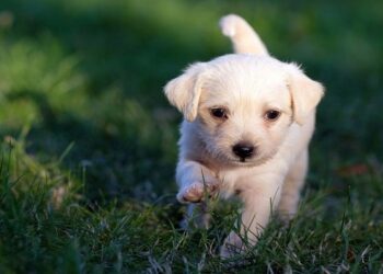 Remaja di Natuna Banting Anak Anjing Hingga Tewas di depan Tempat Ibadah