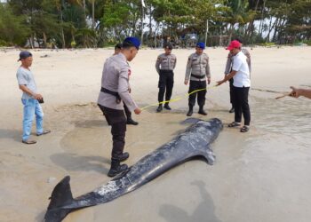 Bangkai Paus Terdampar di Evakuasi