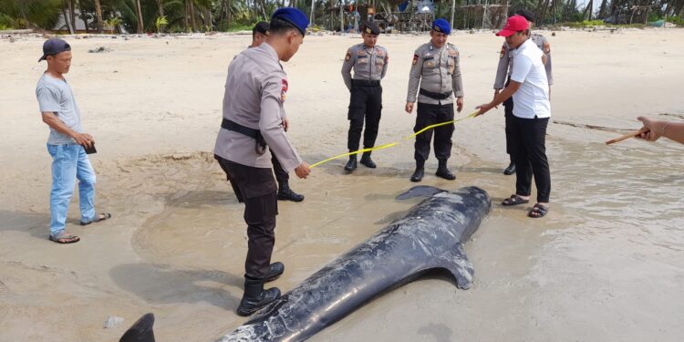 Bangkai Paus Terdampar di Evakuasi