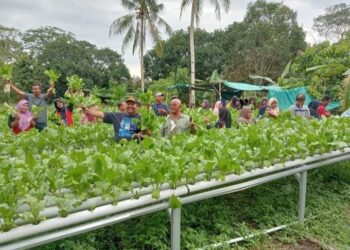Desa Teluk Radang Panen Perdana Sayur Hidroponik