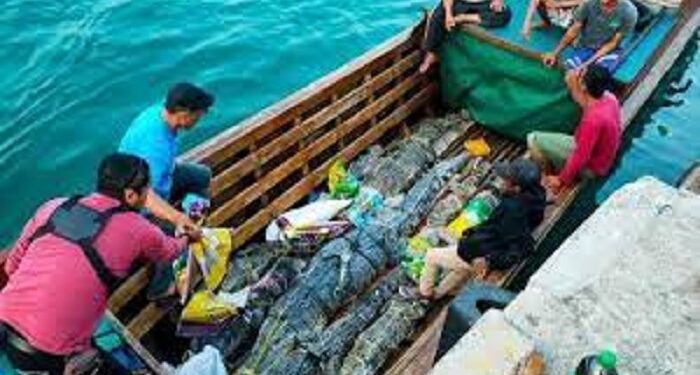 Kurangi Jumlah Populasi, Ratusan Buaya Liar dari Lingga Dikirim ke Batam