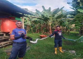 Damkar Lingga Evakuasi Ular Piton di Panggak Darat