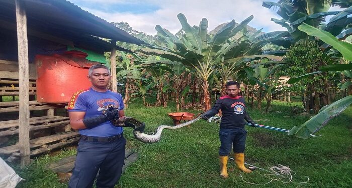Damkar Lingga Evakuasi Ular Piton di Panggak Darat