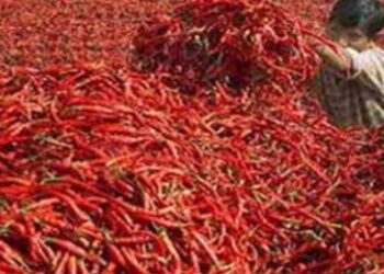 Kepri Kini Punya Cold Storage Menyimpan Cabai, Mampu Bertahan Hingga 3 Bulan