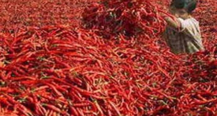 Kepri Kini Punya Cold Storage Menyimpan Cabai, Mampu Bertahan Hingga 3 Bulan