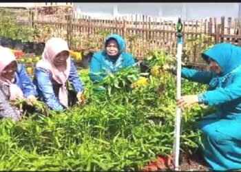 Perkebunan Dasawisma Telaga Timah II Jadi Percontohan PKK Karimun