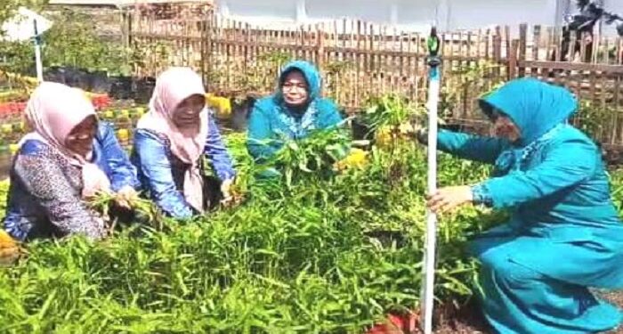 Perkebunan Dasawisma Telaga Timah II Jadi Percontohan PKK Karimun