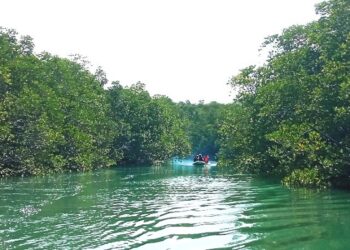 Yayasan Citramas Gelar Patroli Rutin Jaga Kelestarian Mangrove di Sungai Nongsa