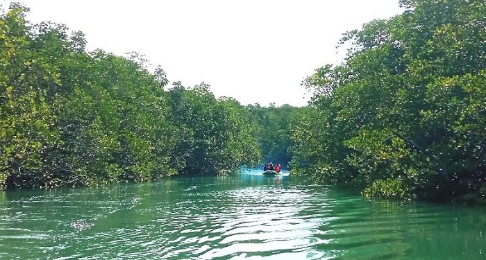 Yayasan Citramas Gelar Patroli Rutin Jaga Kelestarian Mangrove di Sungai Nongsa