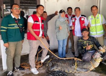 Tim Avsec Bandara Batam Tangkap Buaya Sepanjang 2 Meter Lebih