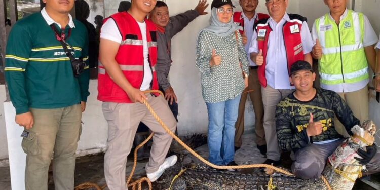Tim Avsec Bandara Batam Tangkap Buaya Sepanjang 2 Meter Lebih