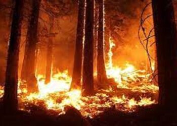 Kebakaran Hutan Pinus di Jeneponto Capai 2000 Hektare, Api Belum Padam
