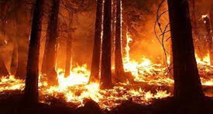 Kebakaran Hutan Pinus di Jeneponto Capai 2000 Hektare, Api Belum Padam