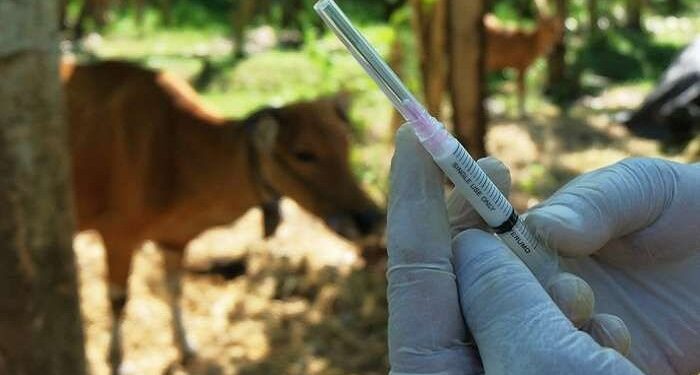 Pemerintah Jajaki Pengembangan Vaksin Penyakit Mulut dan Kuku