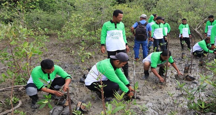 Cegah Abrasi, PT Timah Tbk Tanam 12.000 Mangrove di Pesisir Pantai