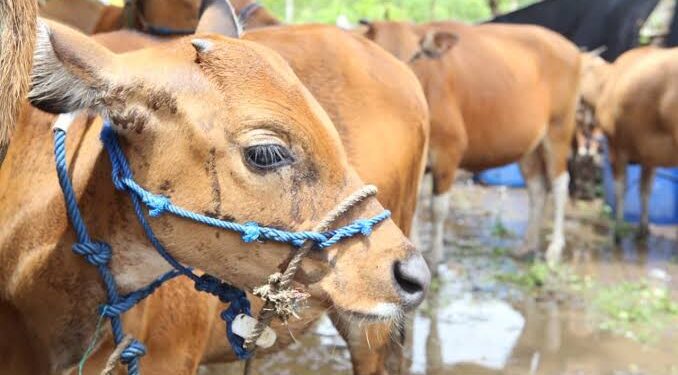 Tidak Memiliki Dokumen Lengkap, 20 Ekor Sapi Masih Tertahan di Tanjungpinang