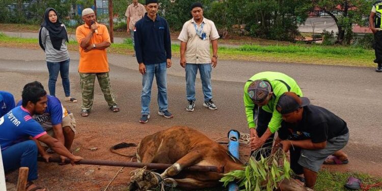 Idul Adha, PT Pelabuhan Indonesia Regional 1 Tanjungpinang Salurkan Daging Kepada Masyarakat