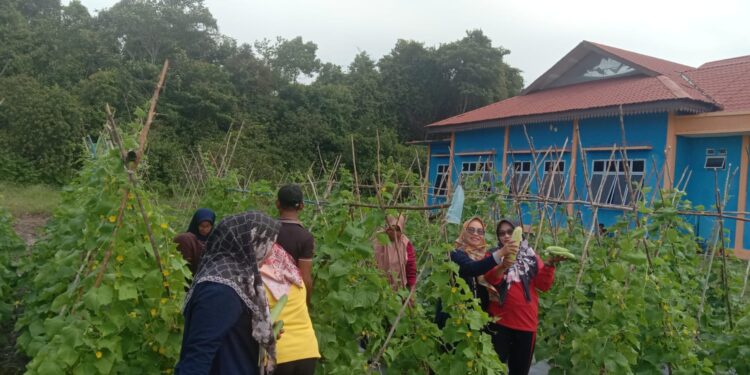 Ketua PPK Kecamatan Singkep Selatan Panen Timon Perdana