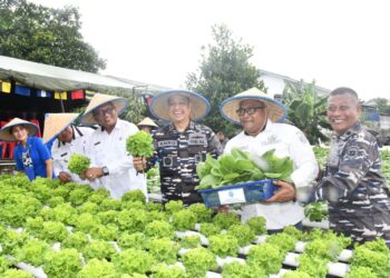Program Ketahanan Pangan TNI AL Karimun Berhasil Panen 500 Kg Ikan Nila dan Sayuran