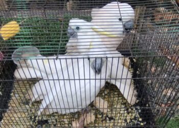 Satreskrim Polres Bintan Gagalkan Penyelundupan Satwa Burung Yang Dilindungi