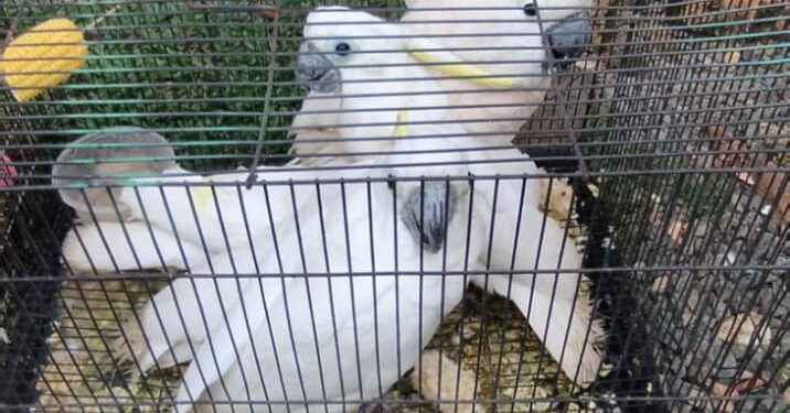 Satreskrim Polres Bintan Gagalkan Penyelundupan Satwa Burung Yang Dilindungi