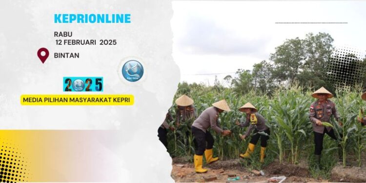 Dukung Program Asta Cita, Polres Bintan Panen Jagung Manis