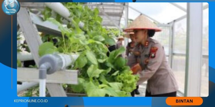 Panen Raya Sayur Hidroponik, Polres Bintan Dukung Ketahanan Pangan