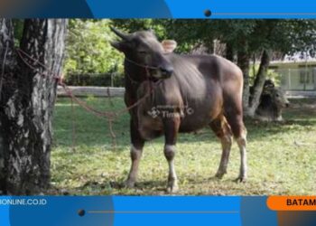 PT Timah Bagikan 256 Ekor Hewan Kurban