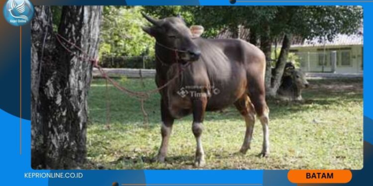 PT Timah Bagikan 256 Ekor Hewan Kurban